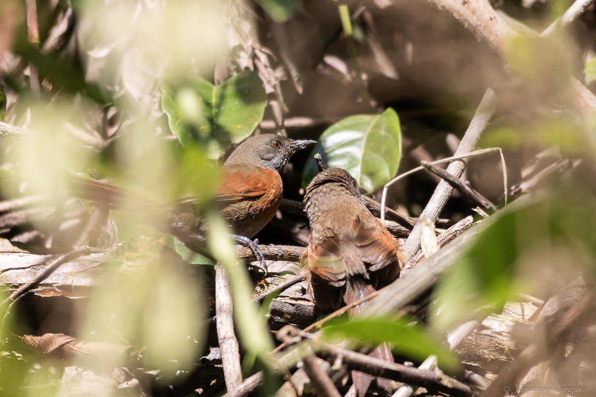 Rufous-breasted Spinetail - ML643228103