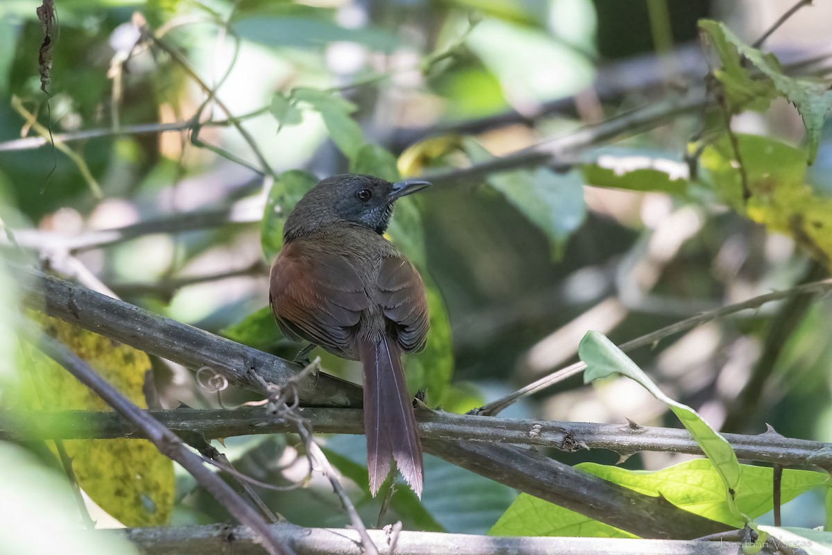 Rufous-breasted Spinetail - ML643228104