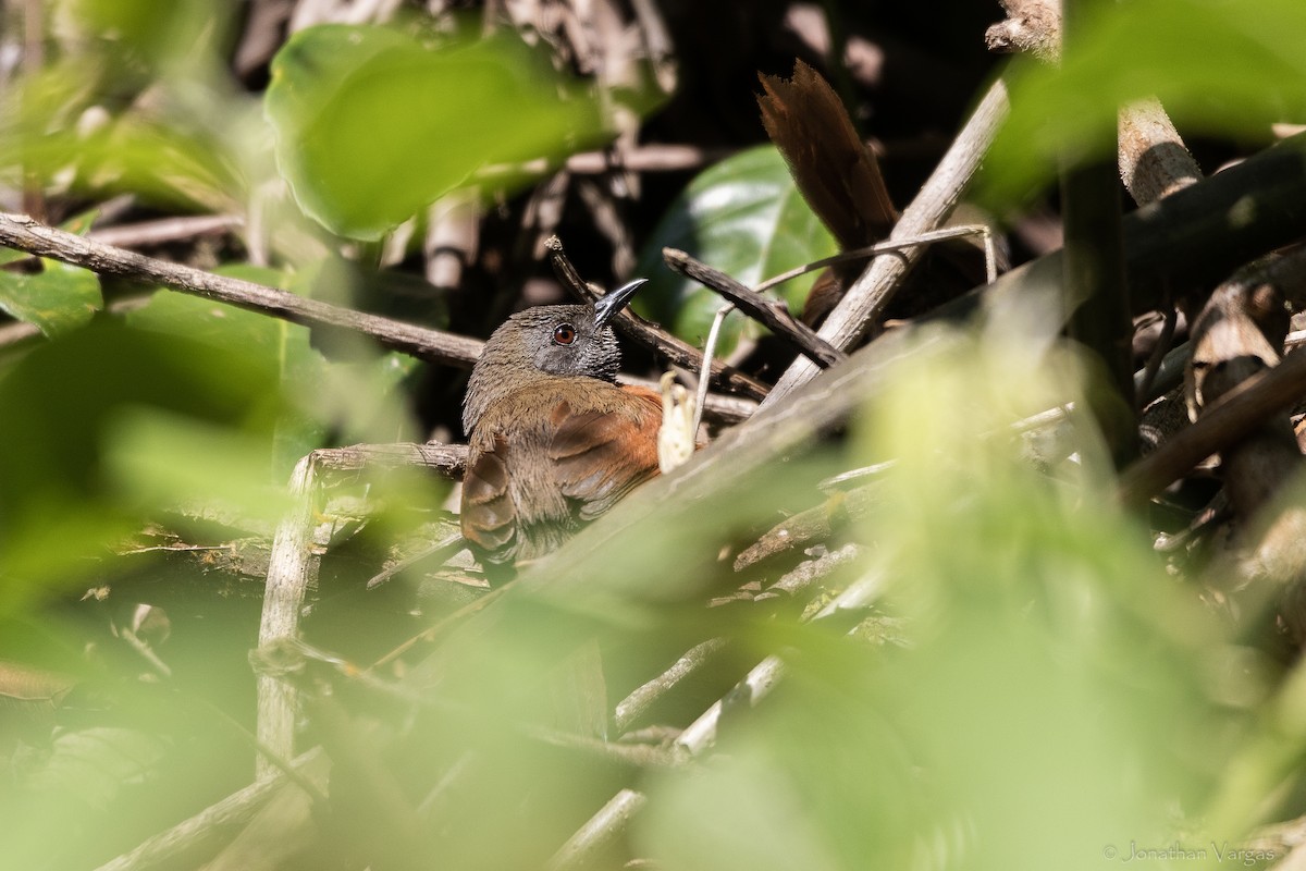 Rufous-breasted Spinetail - ML643228110
