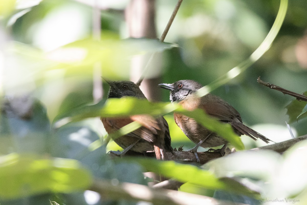 Rufous-breasted Spinetail - ML643228111
