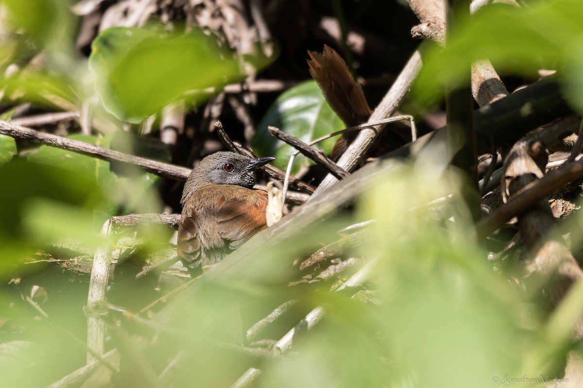 Rufous-breasted Spinetail - ML643228112
