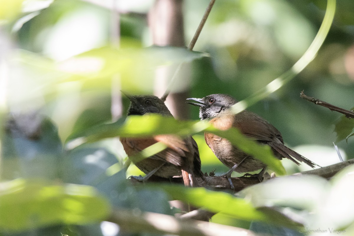 Rufous-breasted Spinetail - ML643228113