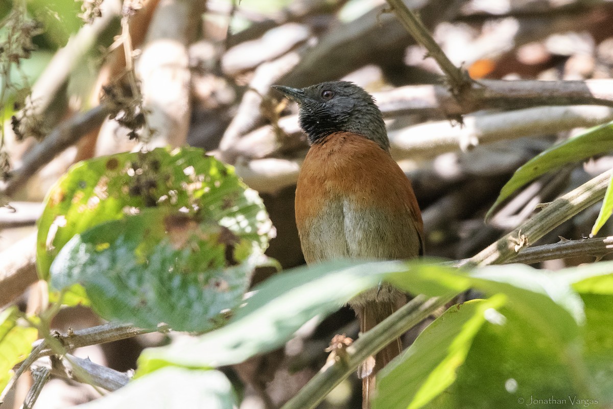 Rufous-breasted Spinetail - ML643228114