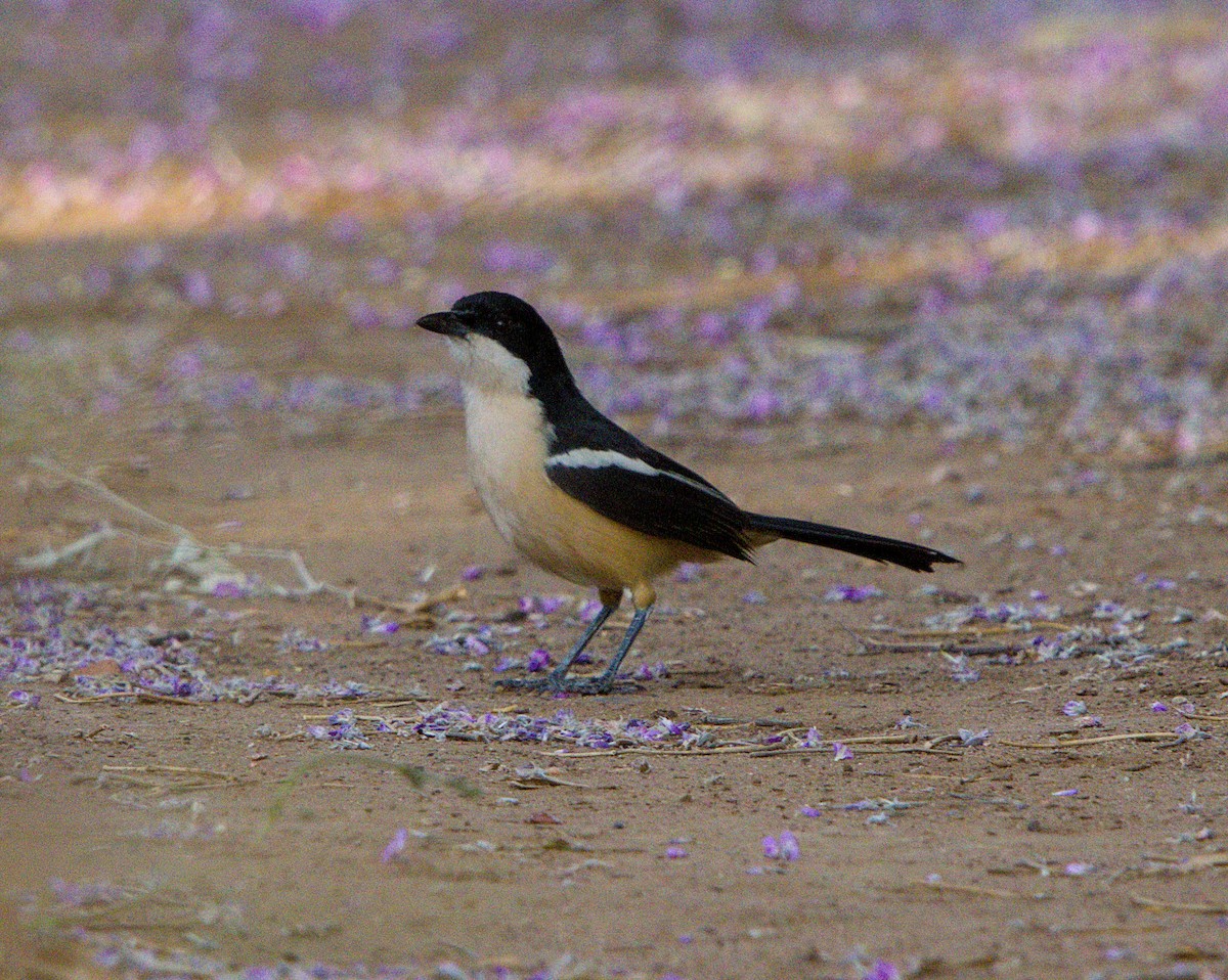 Bubú Ferrugíneo - ML643228135