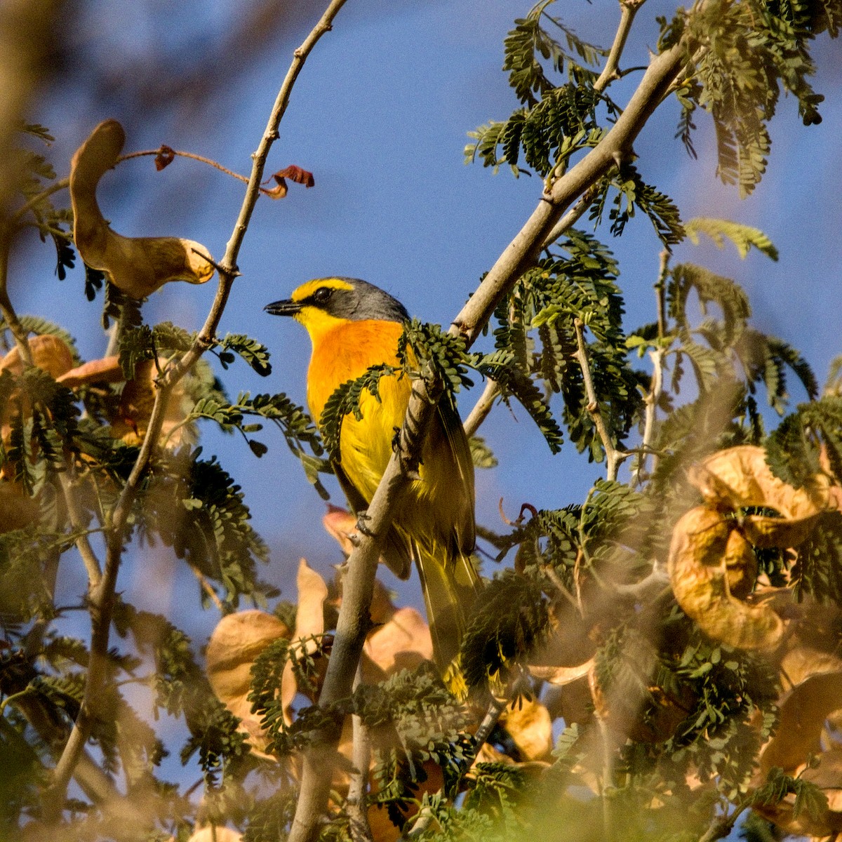 Sulphur-breasted Bushshrike - ML643228145