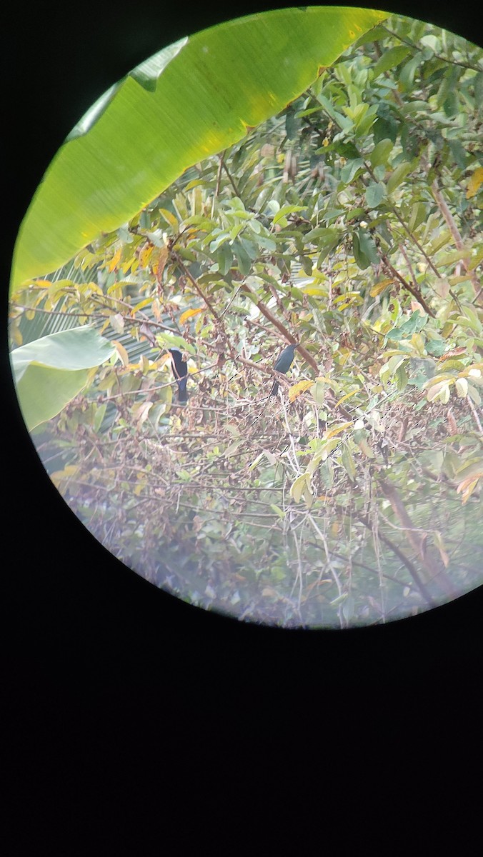 Asian Fairy-bluebird - ML643228146