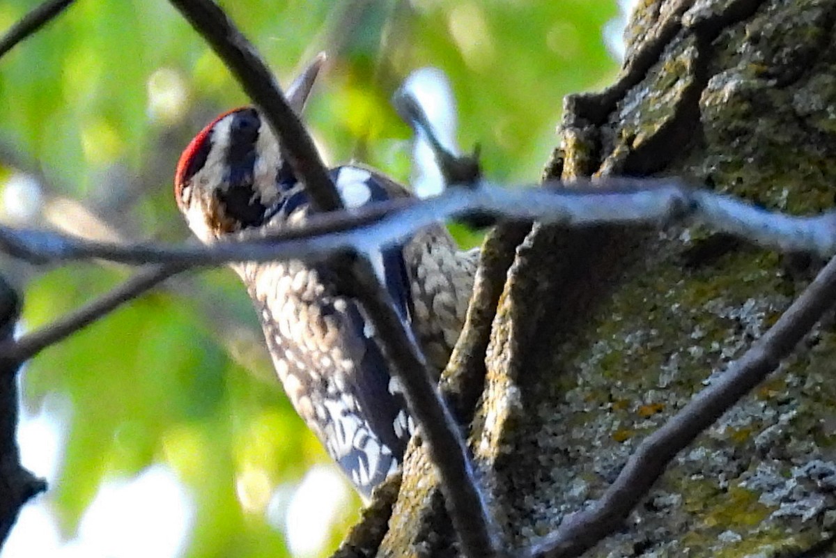 Yellow-bellied Sapsucker - ML643228148