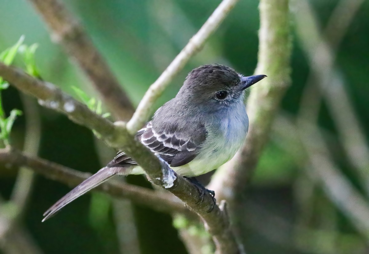 Pale-edged Flycatcher - ML643228149