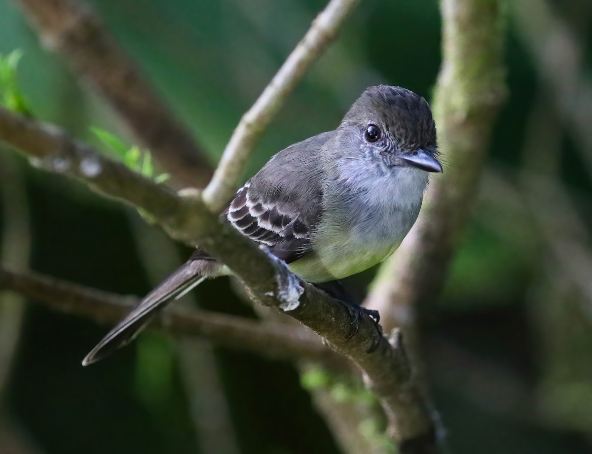 Pale-edged Flycatcher - ML643228150