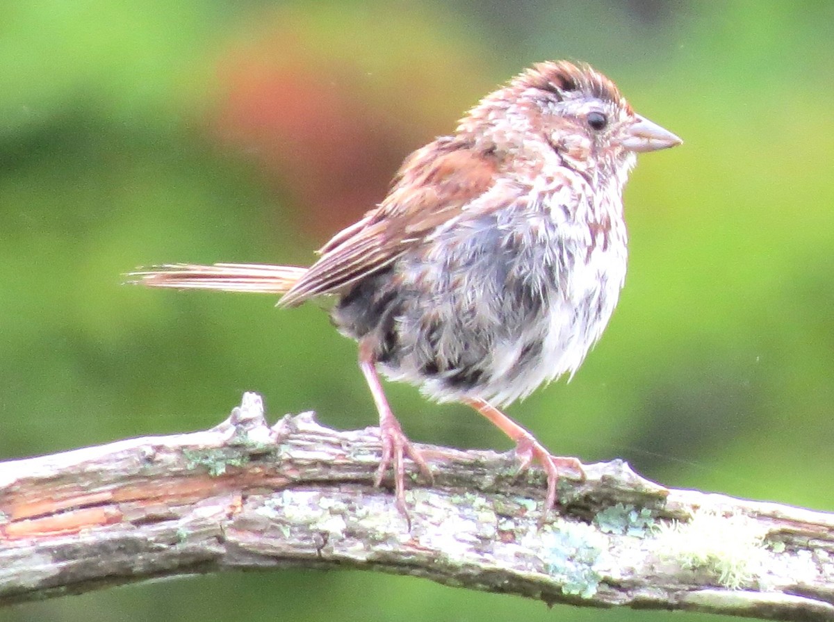 Song Sparrow - ML643228151