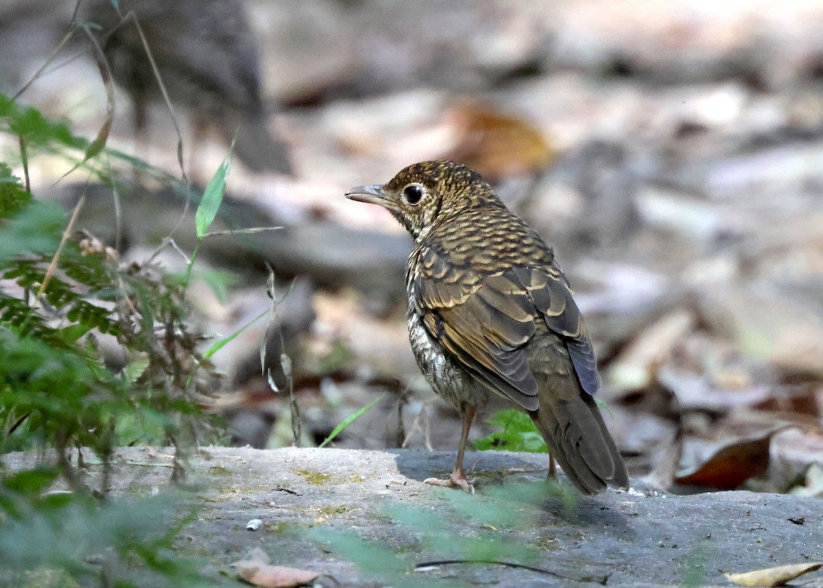 Bassian Thrush - ML643228152