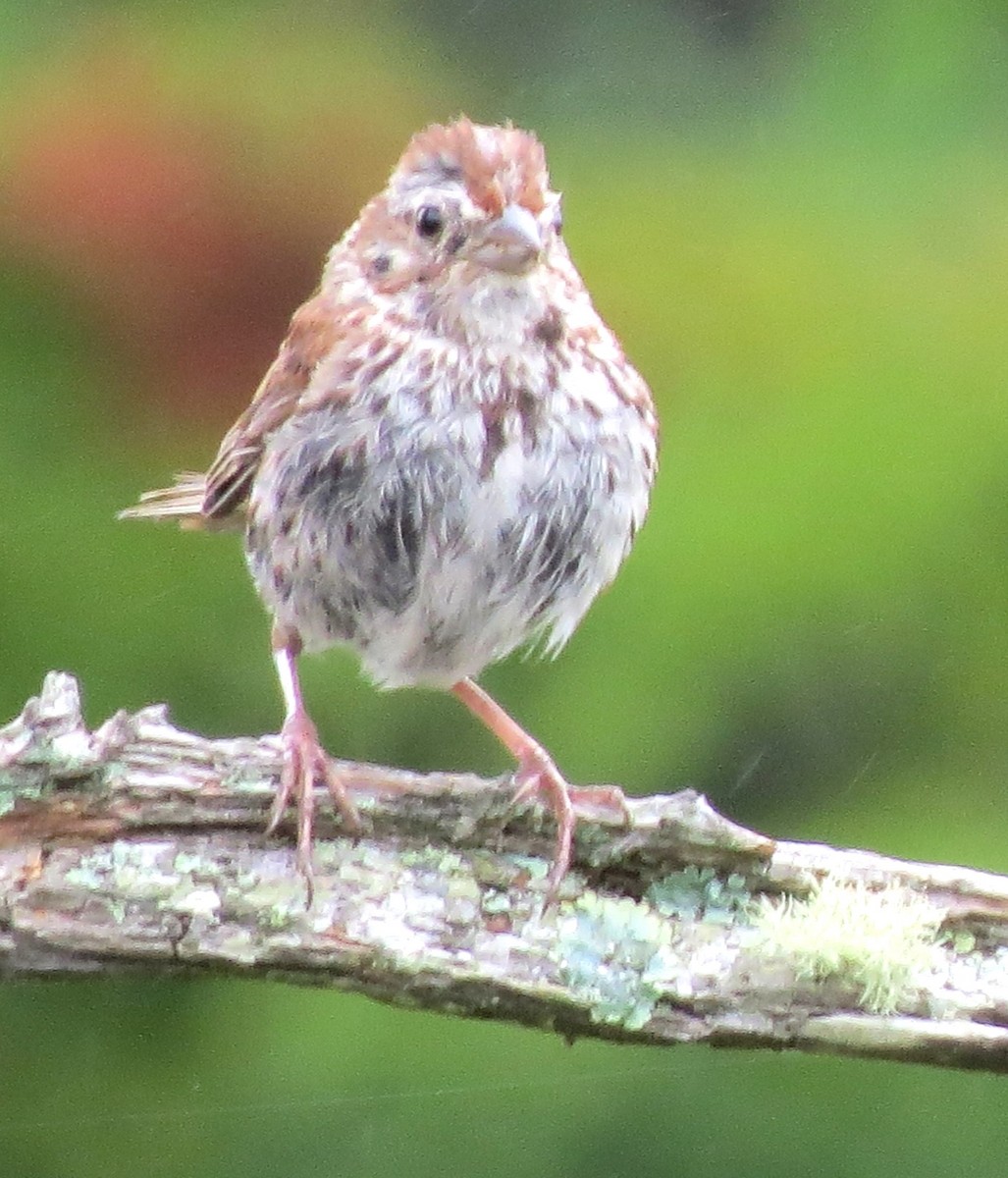 Song Sparrow - ML643228153