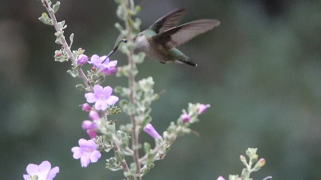 Ruby-throated Hummingbird - ML643228159