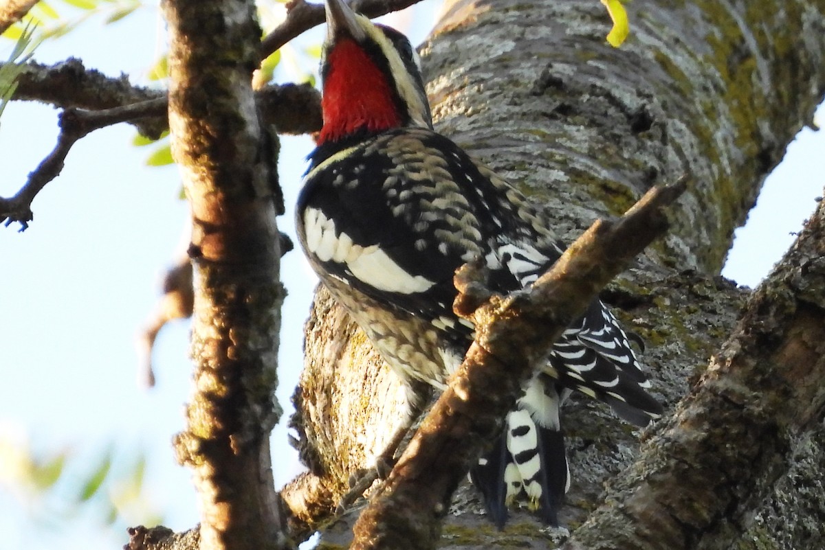 Yellow-bellied Sapsucker - ML643228160