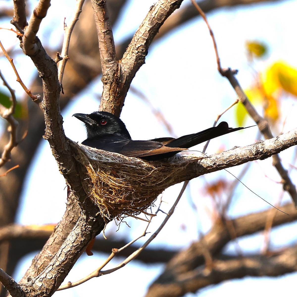 Fork-tailed Drongo - ML643228162