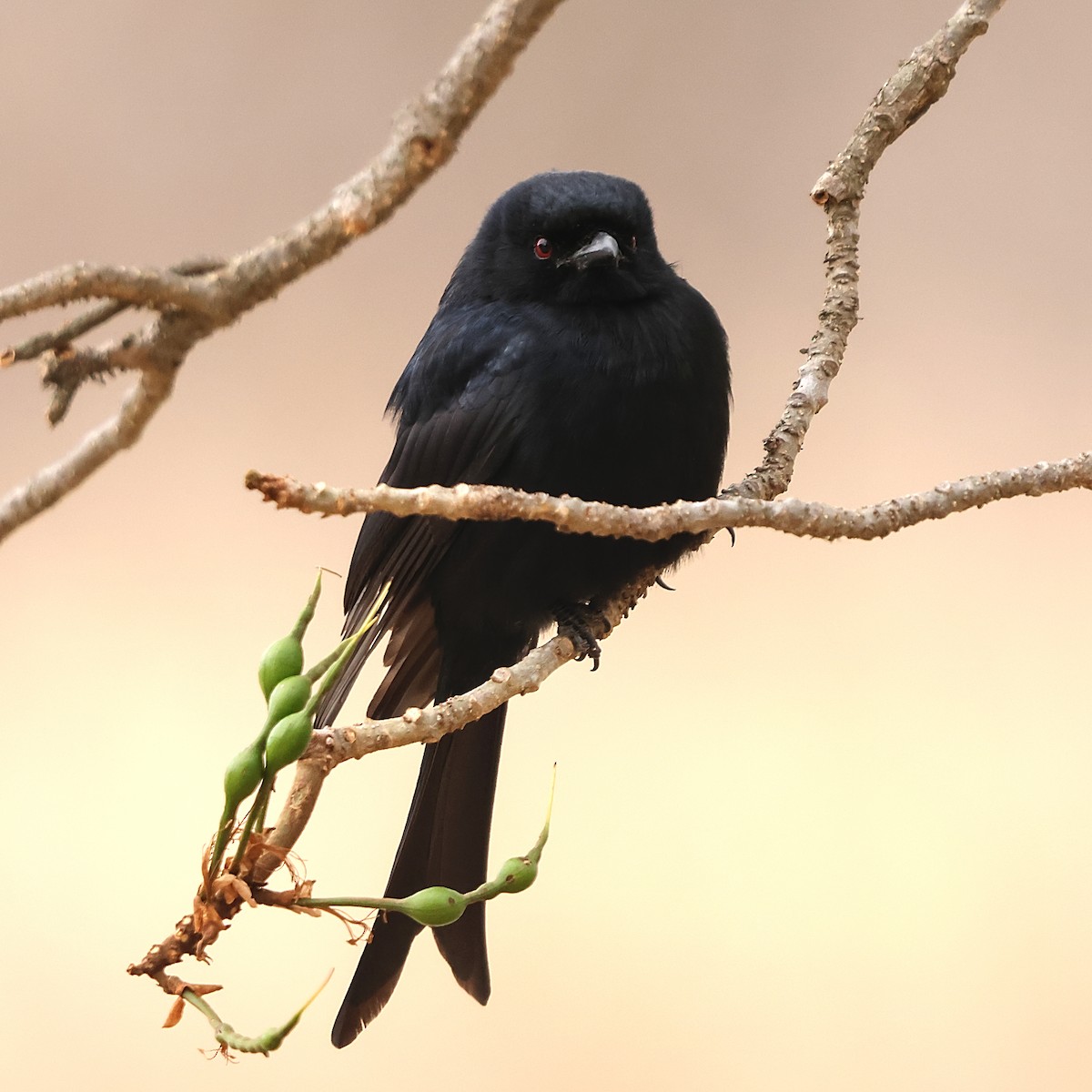 Fork-tailed Drongo - ML643228163
