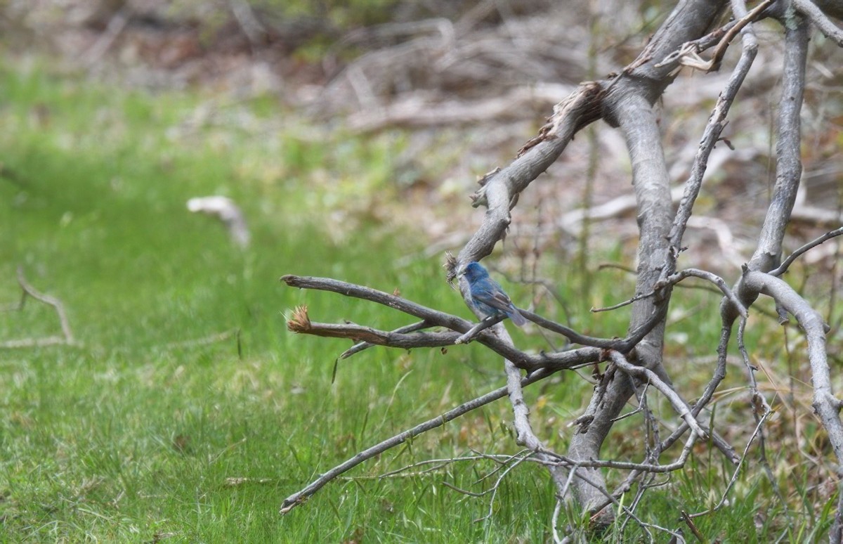 Blue Grosbeak - ML643228164