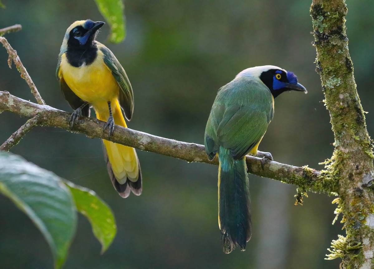 Green Jay - ML643228165