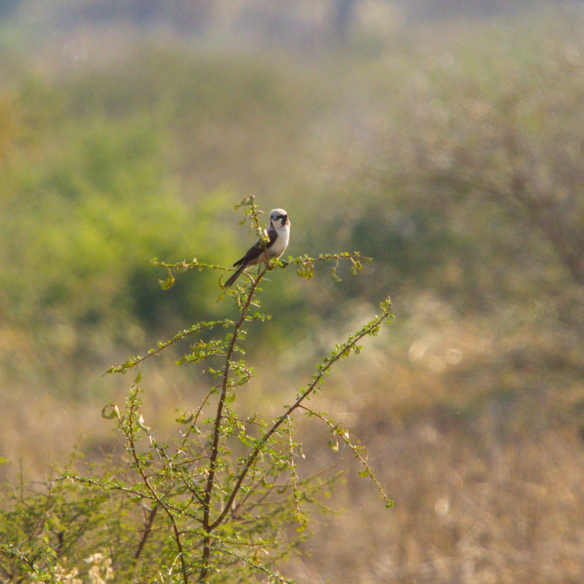 White-crowned Shrike - ML643228169