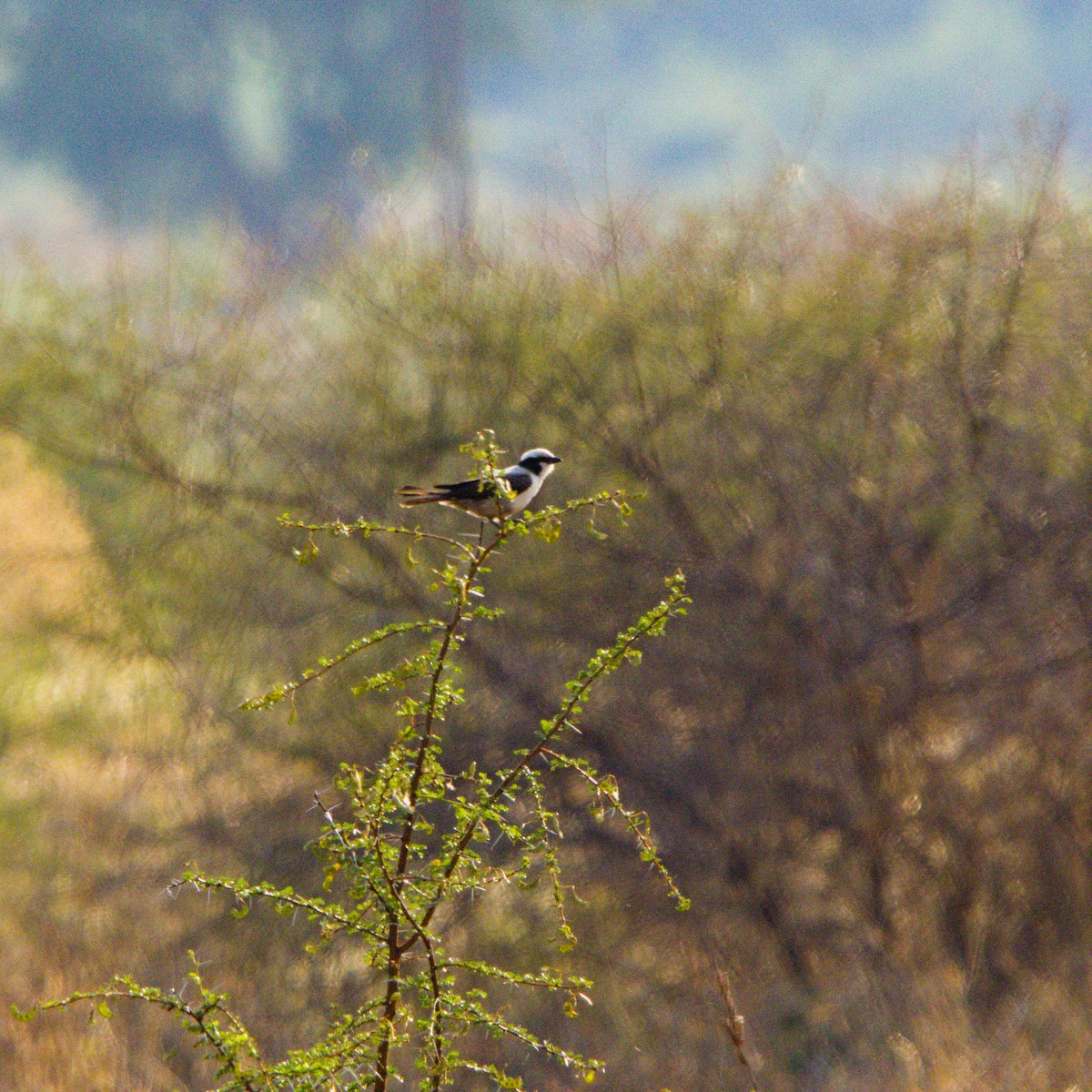 White-crowned Shrike - ML643228171