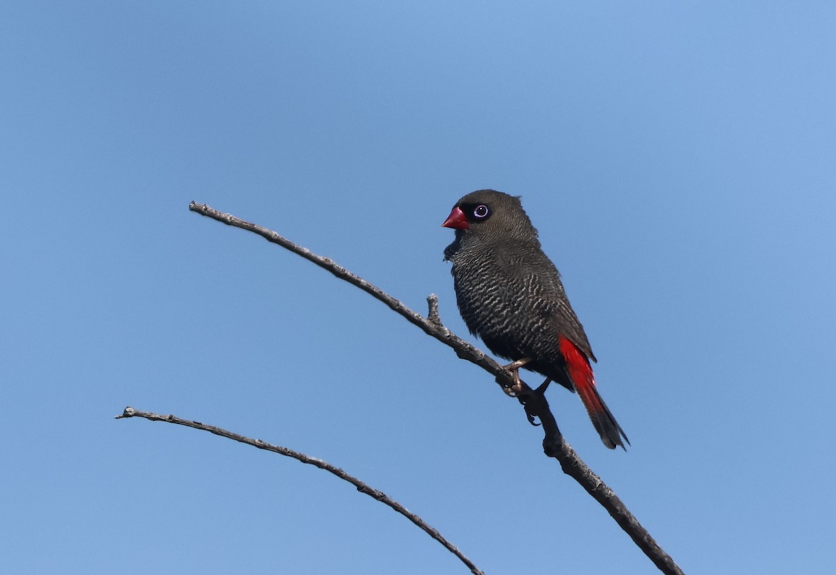 Beautiful Firetail - ML643228172