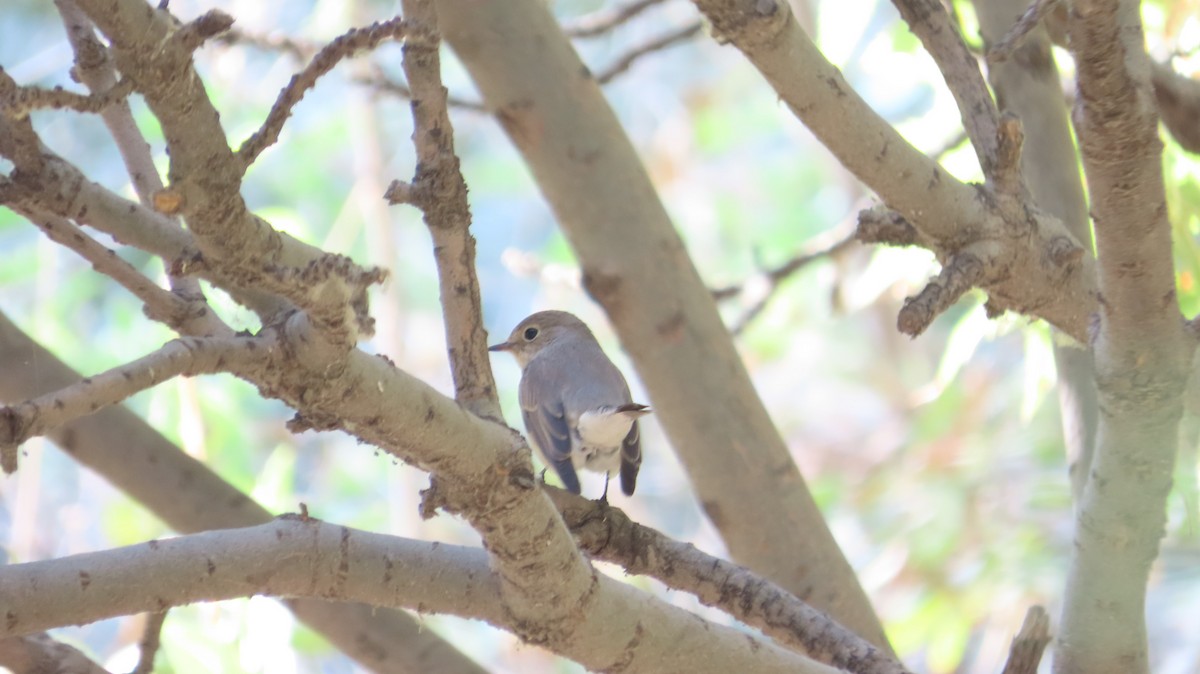 Euli-txori papargorria - ML643228173