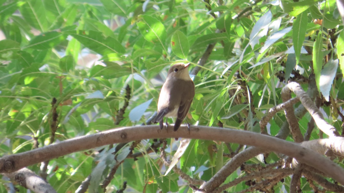 Euli-txori papargorria - ML643228174