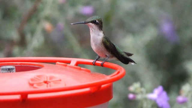 Ruby-throated Hummingbird - ML643228175