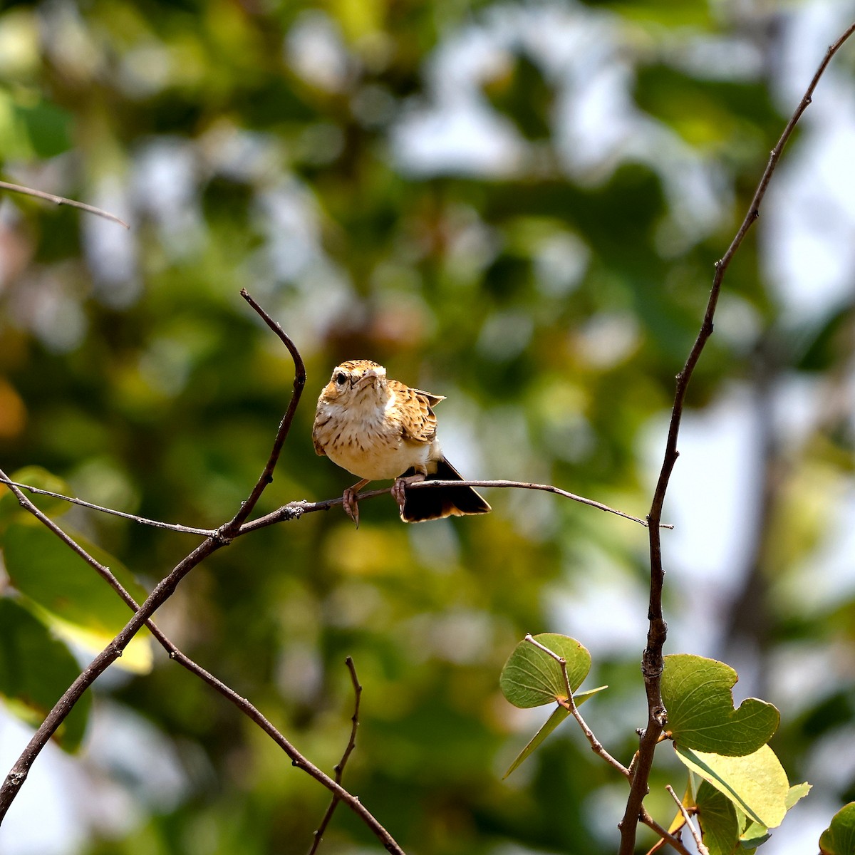 Fawn-colored Lark - ML643228182