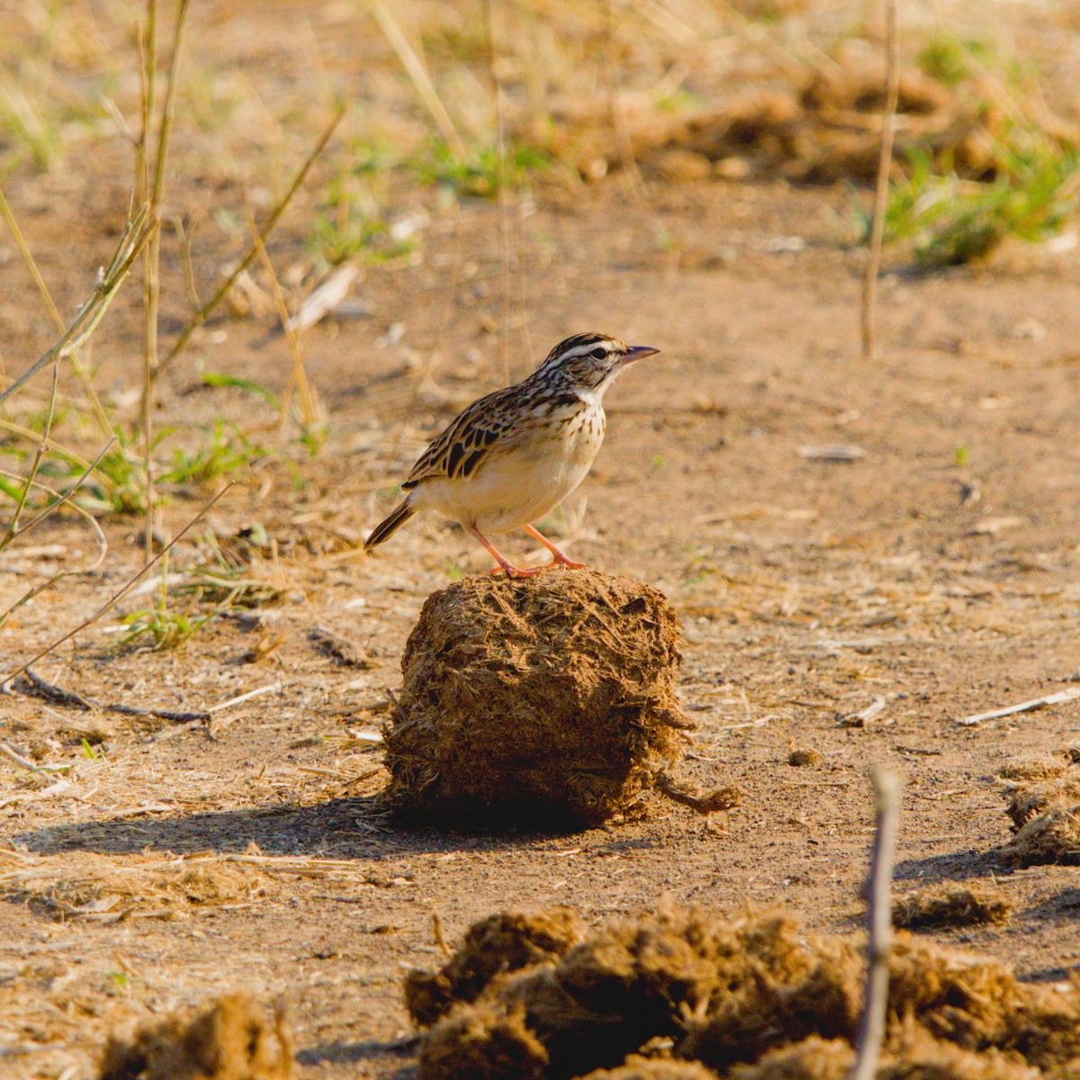 Sabota Lark - ML643228188