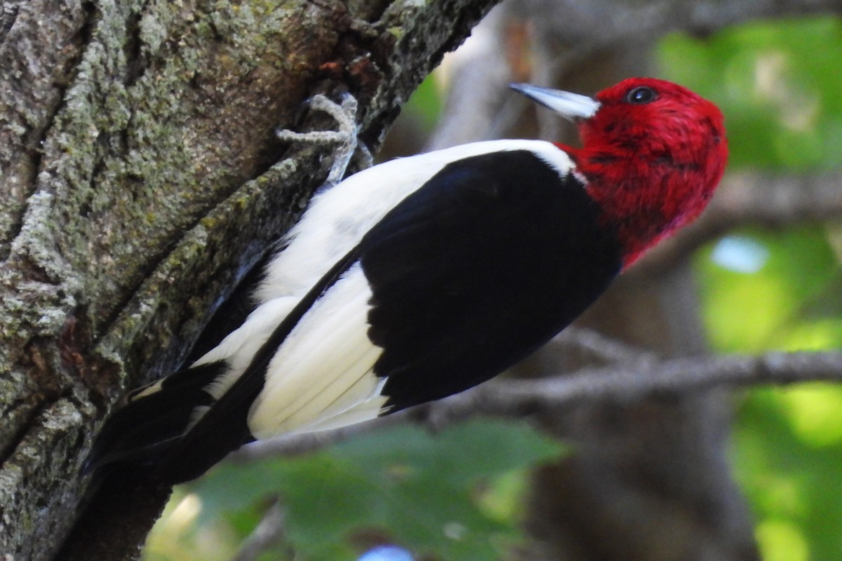 Red-headed Woodpecker - ML643228190