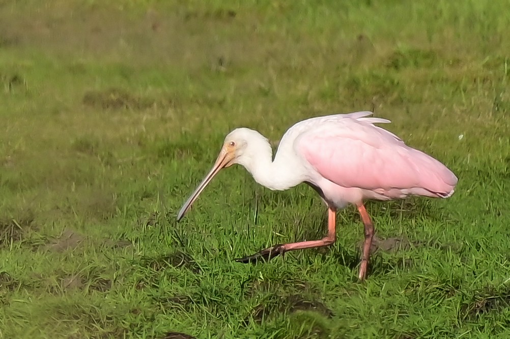 Roseate Spoonbill - ML643228193