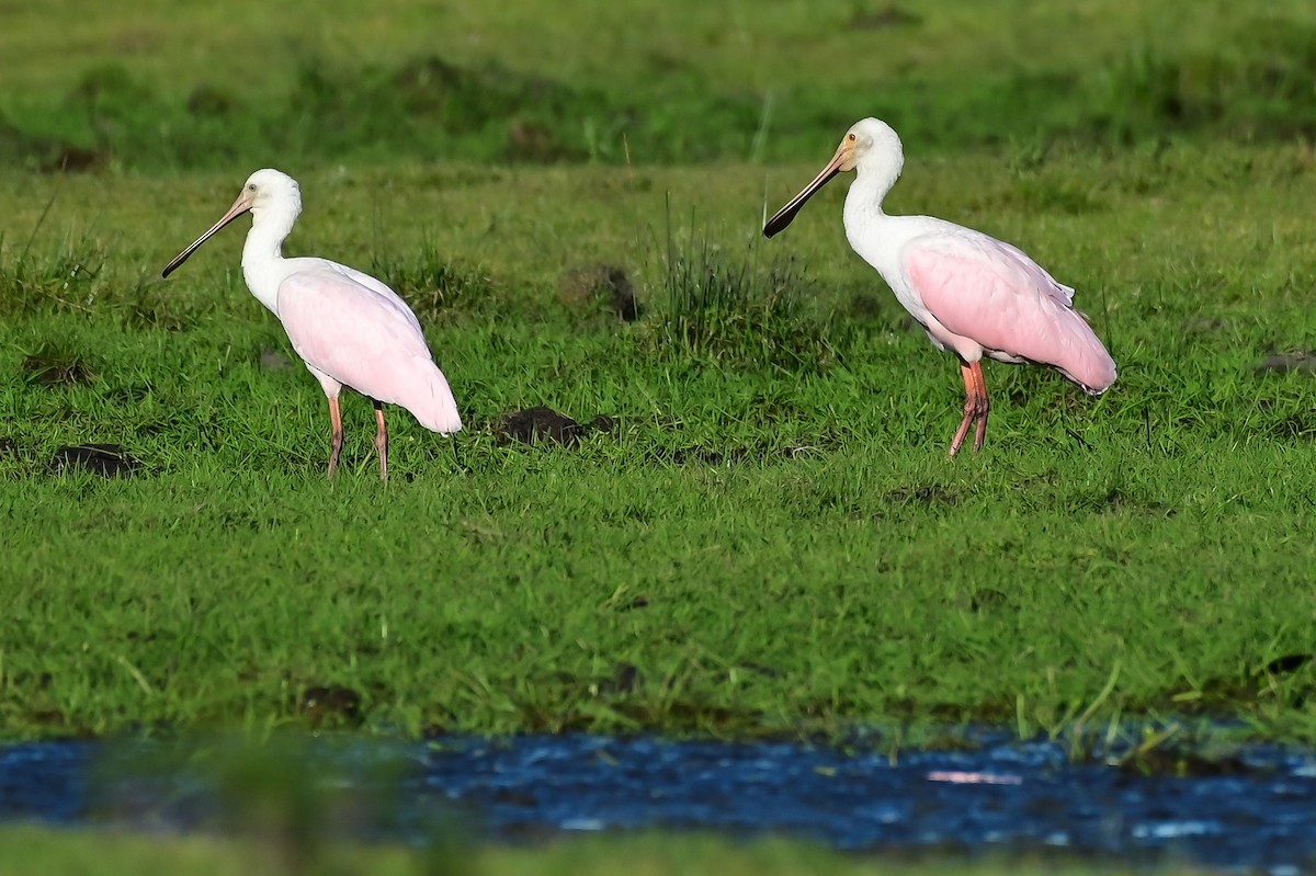 Roseate Spoonbill - ML643228194