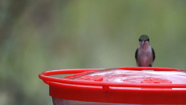 Ruby-throated Hummingbird - ML643228198