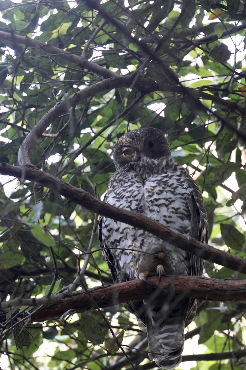 Powerful Owl - ML643228207
