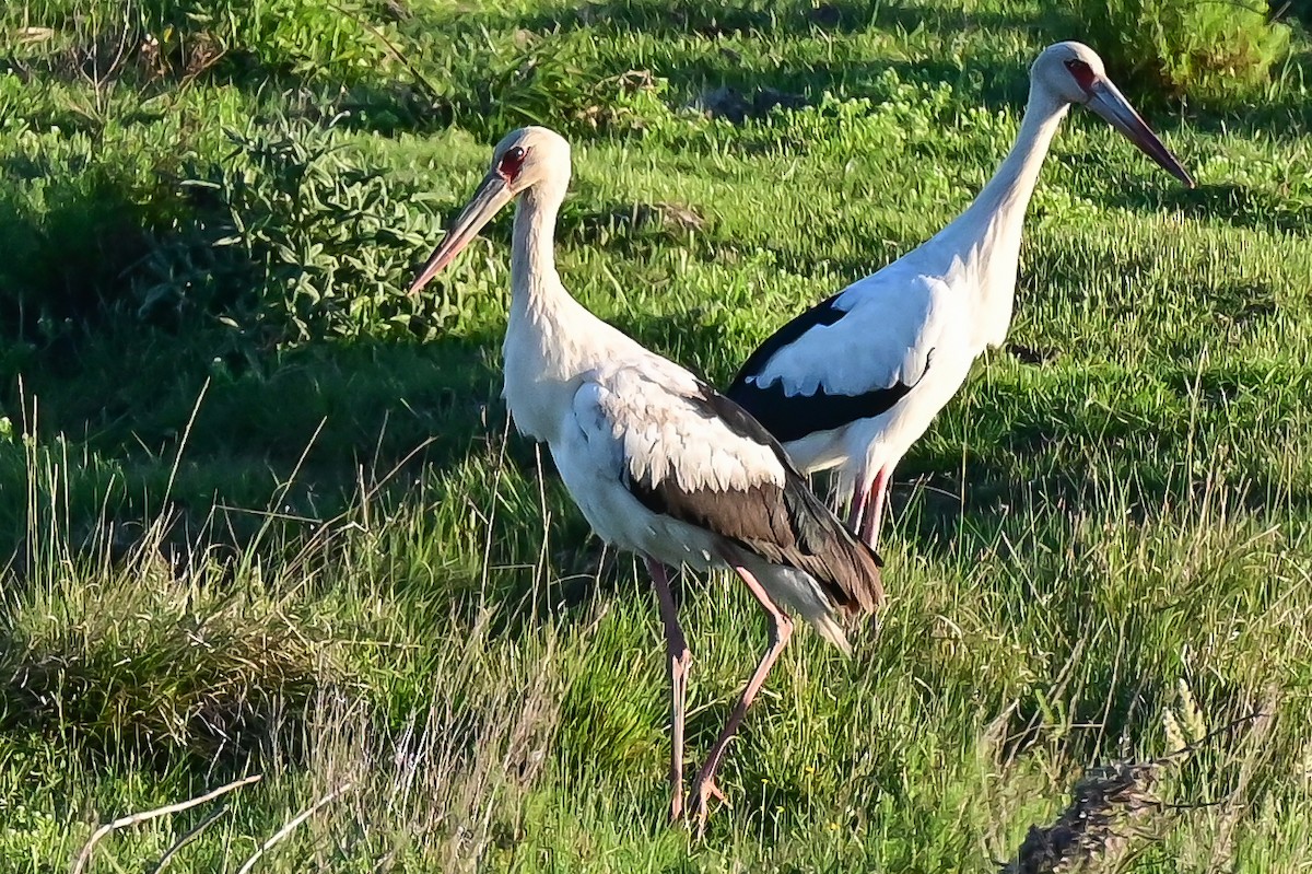 Maguari zikoina - ML643228208
