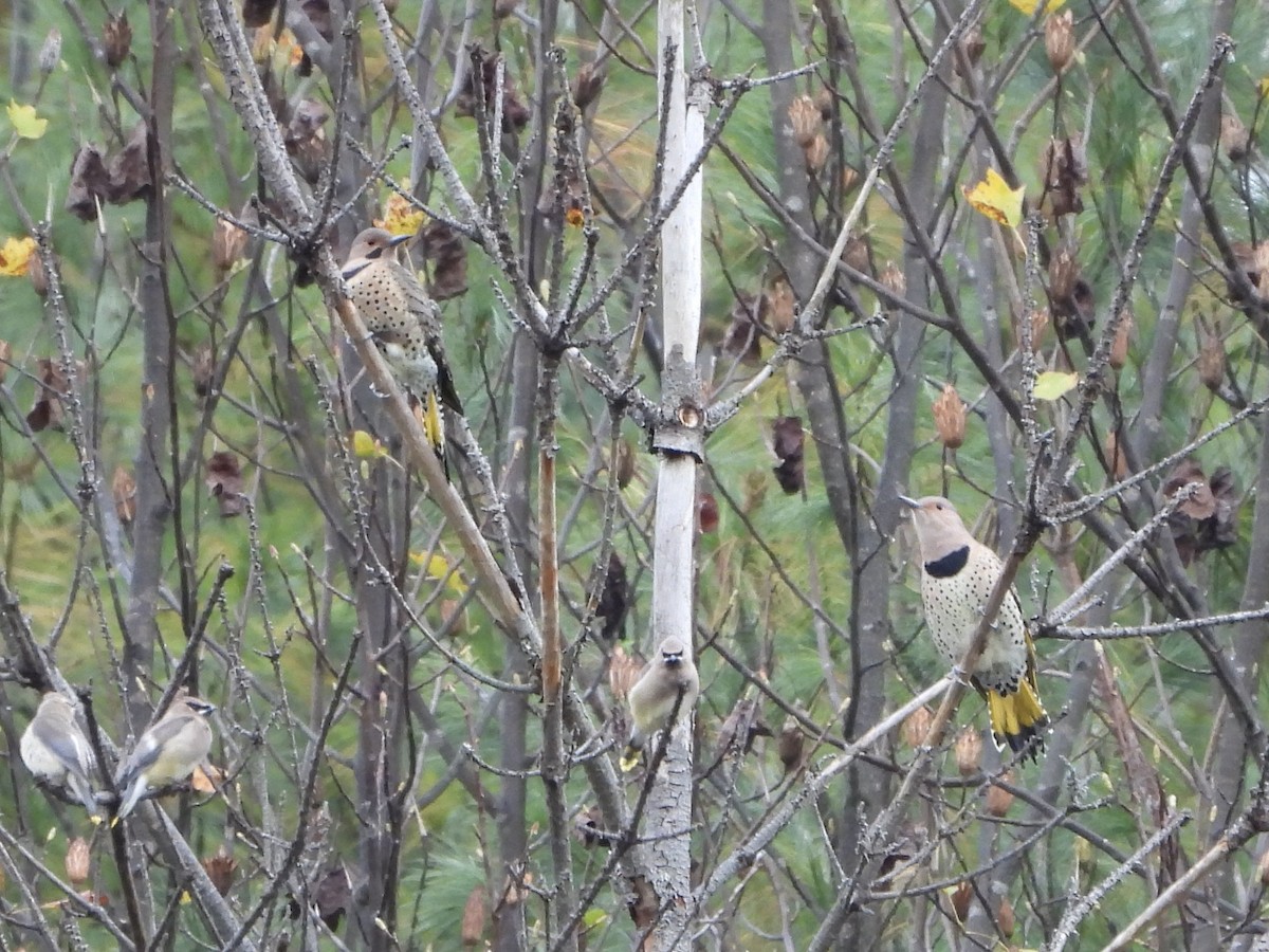 Northern Flicker - ML643228216