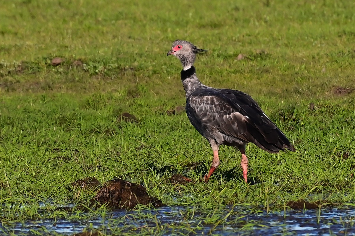 Southern Screamer - ML643228263