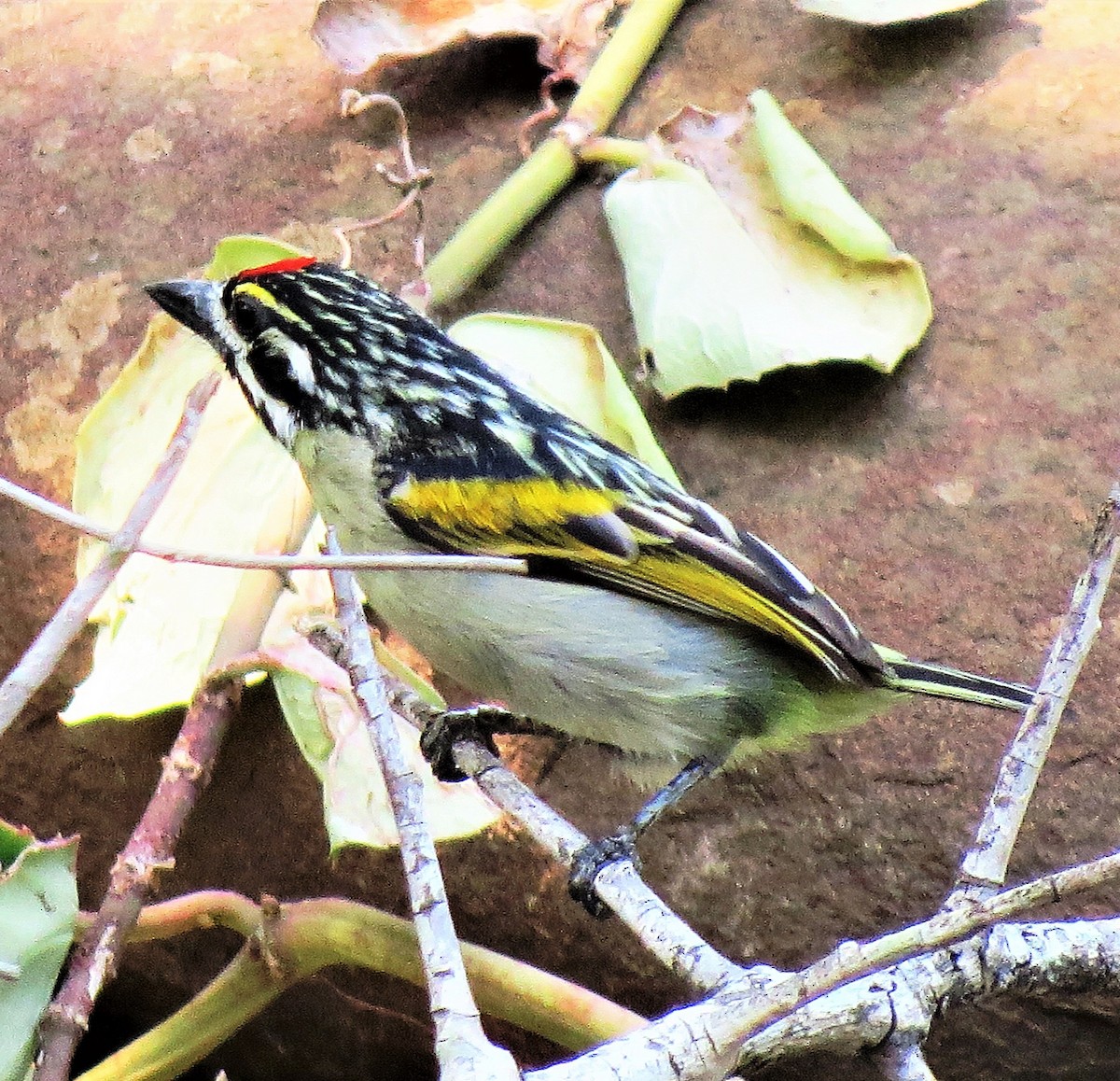 Southern Red-fronted Tinkerbird - ML643228276