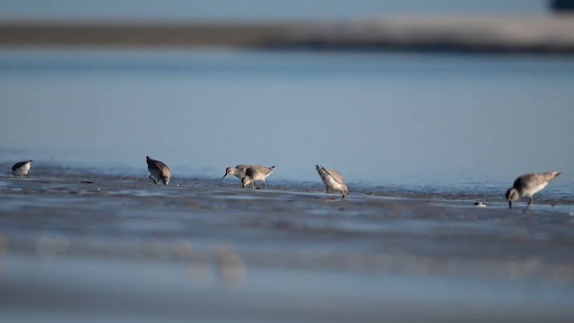 polarsnipe - ML643228278