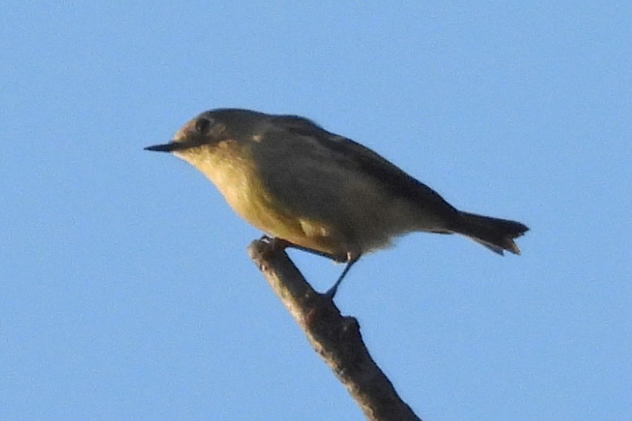 rubinfuglekonge - ML643228279
