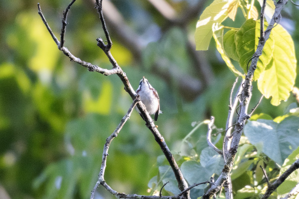 brunsideparula - ML643228281