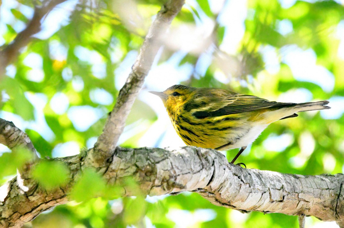 brunkinnparula - ML643228287