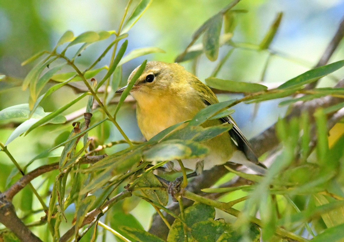 møllparula - ML643228296