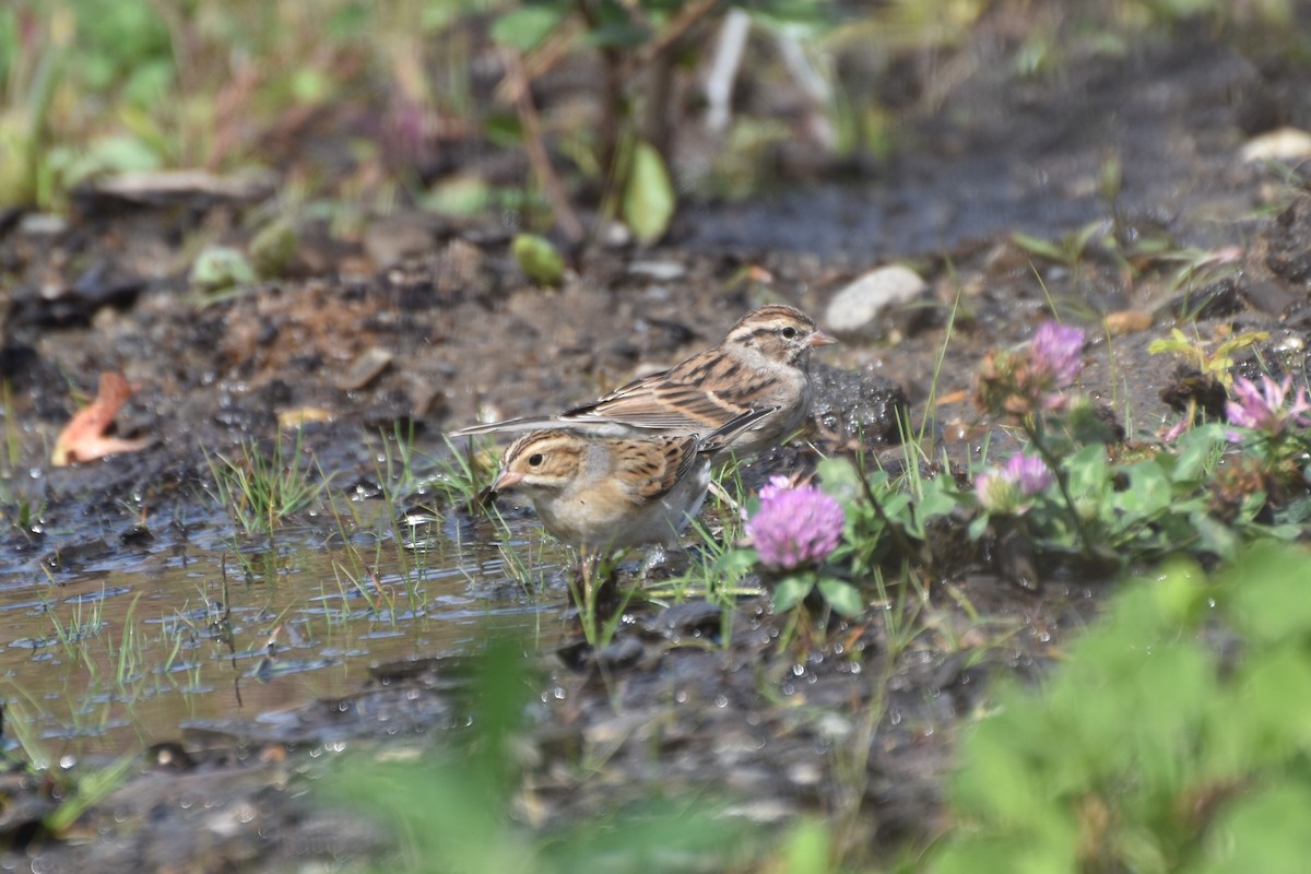 Clay-colored Sparrow - ML643228309