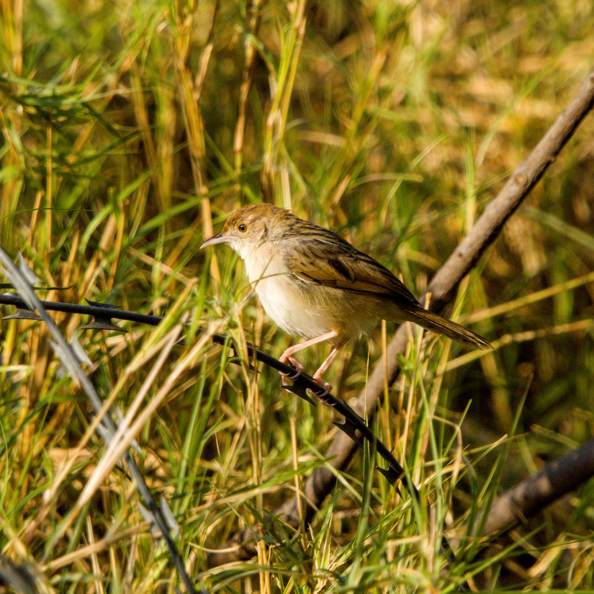 Rattling Cisticola - ML643228314