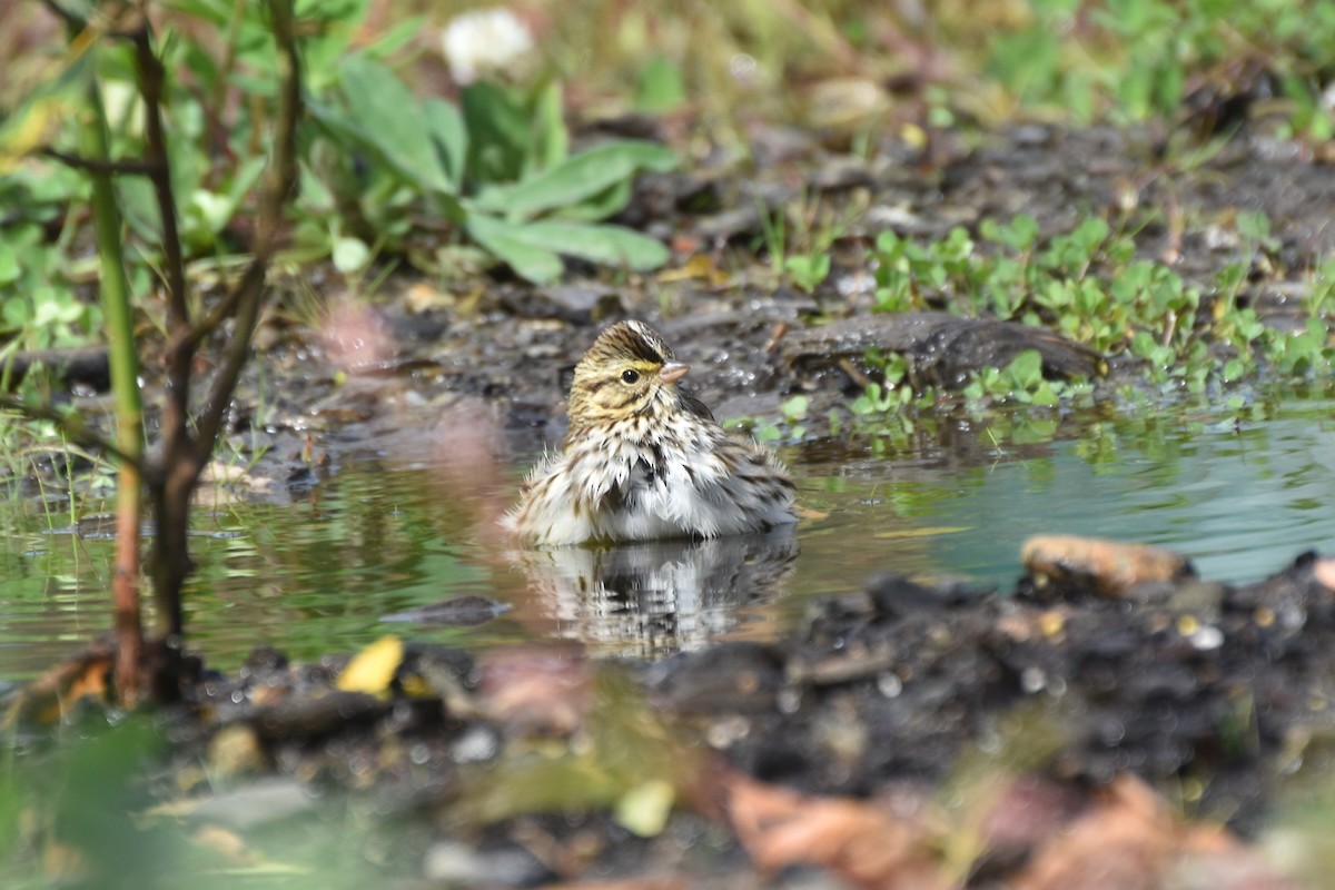 Savannah Sparrow - ML643228317