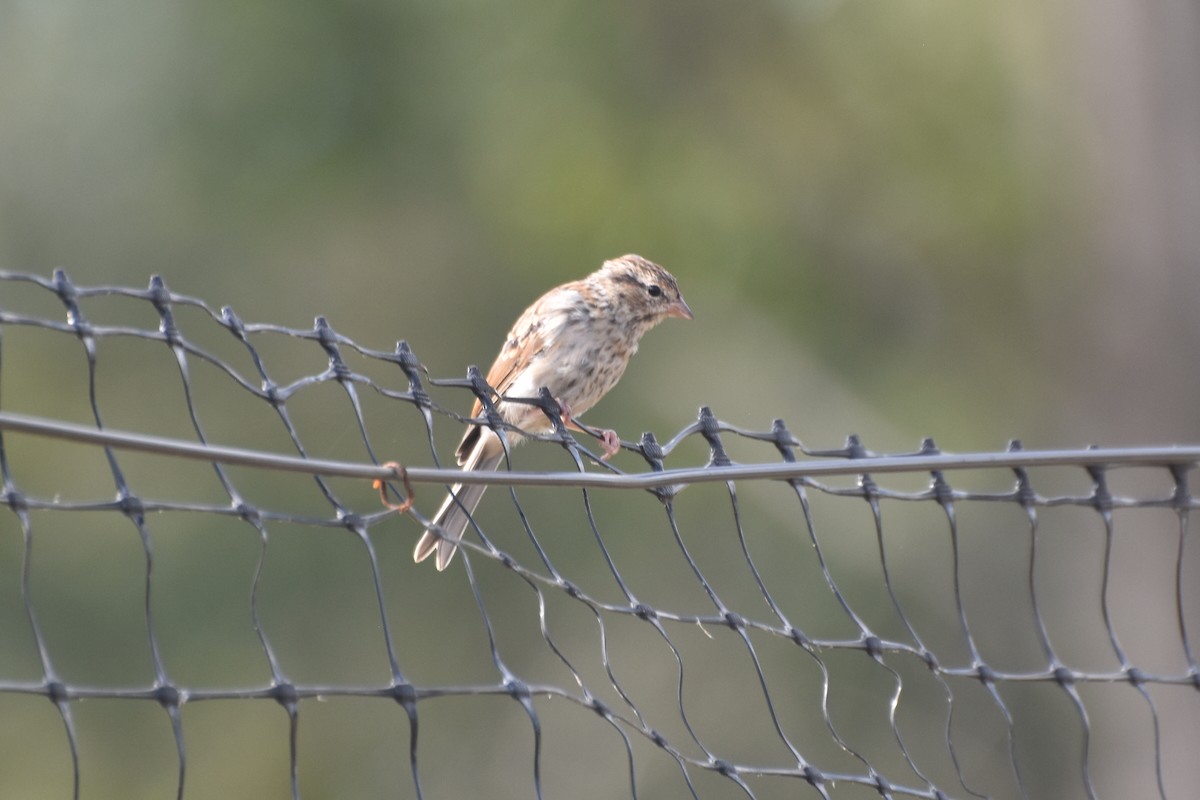 Chipping Sparrow - ML643228323