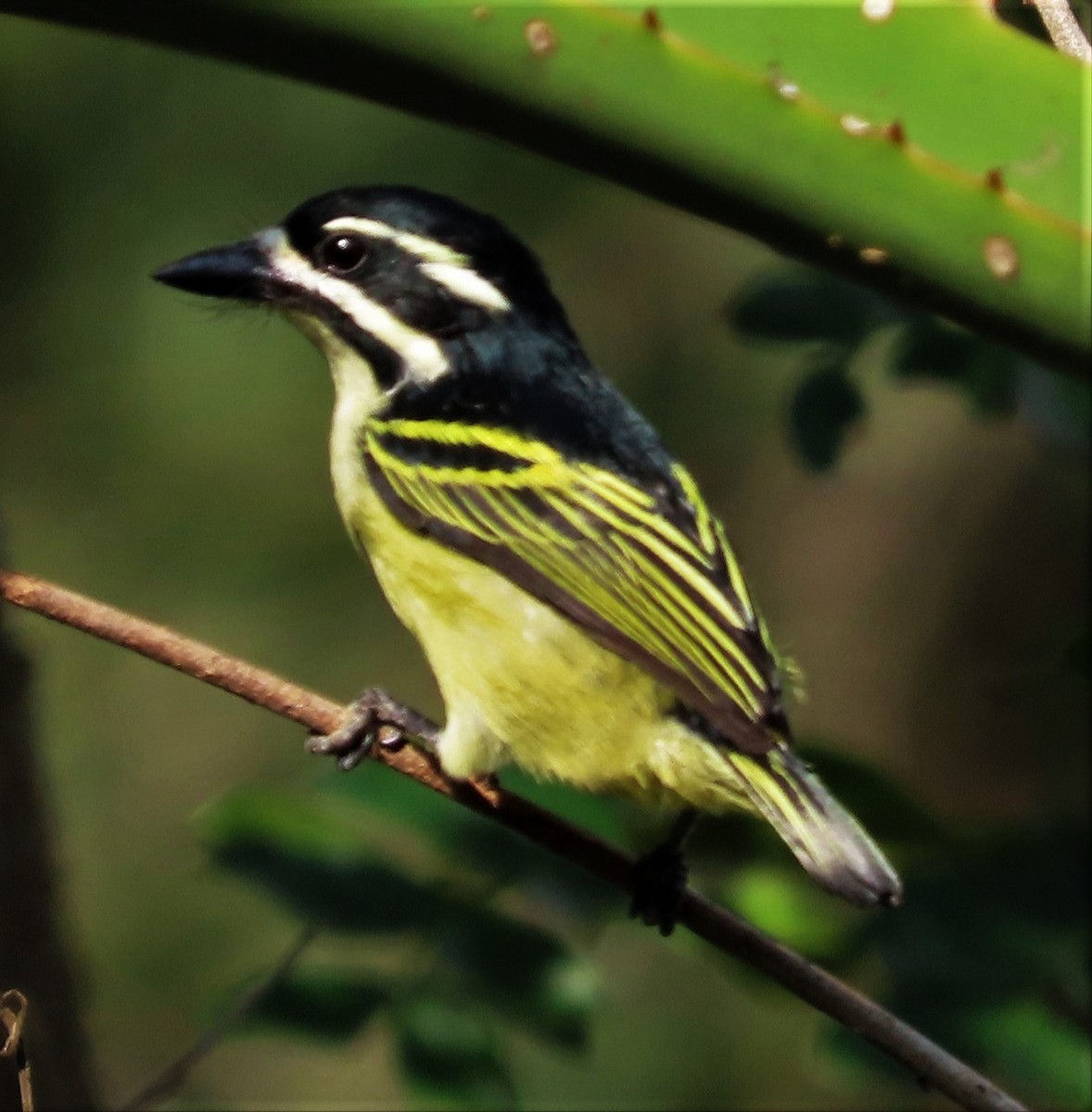 Barbudito Culigualdo - ML643228329