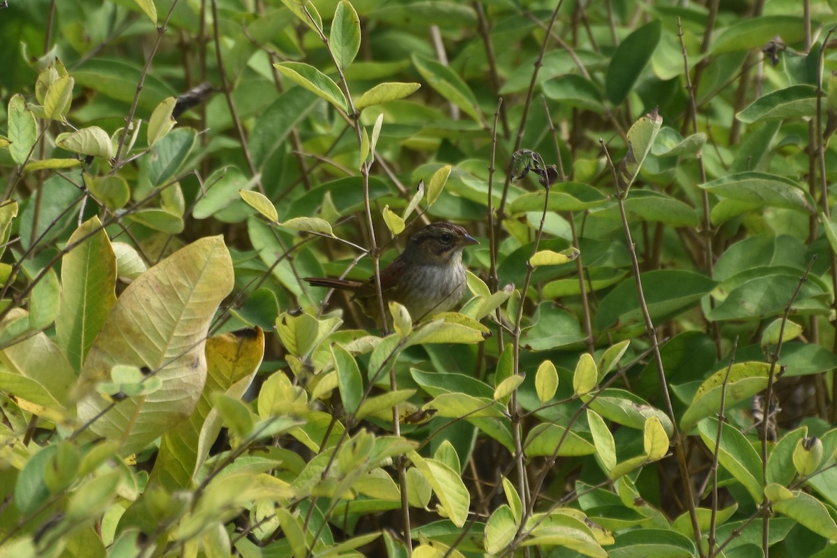 Swamp Sparrow - ML643228330